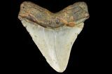 Fossil Megalodon Tooth - North Carolina #124638-2